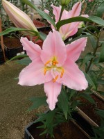 [5261 Ovada No01.JPG]